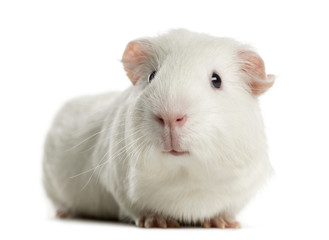 Guinea pig in front of a white background