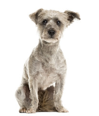 Crossbreed sitting in front of a white background