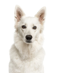 Close-up of a Swiss Shepherd Dog in front of a white background
