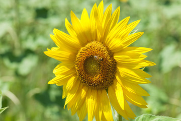 Blooming sunflower