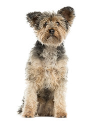 Yorkshire Terrier sitting in front of a white background