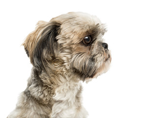 Close-up of a Shih Tzu in front of a white background