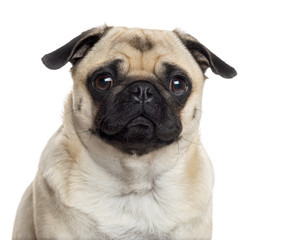 Close up of a Pug isolated on white