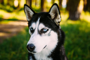 Young Happy Husky Eskimo Dog Sitting In Grass Outdoor