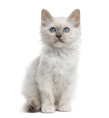 Front view of a Birman kitten sitting, isolated on white