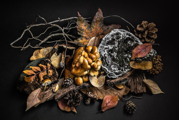 Mushrooms with autumn leaves, pine cones, tree bark and branches on dark background