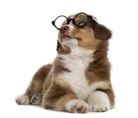 Australian shepherd puppy wearing glasses, isolated on white