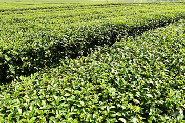 Tea plantation in Chiang Rai, Thailand 