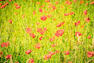 Fototapeta premium Red poppies in a summer meadow on sunny day
