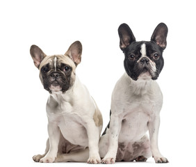 Couple of French Bulldogs isolated on white