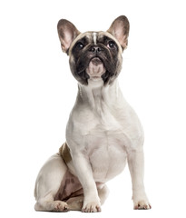 French Bulldog sitting and looking up, isolated on white