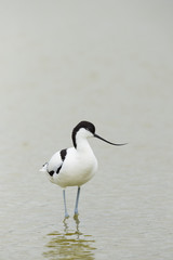Pied Avocet wading in water