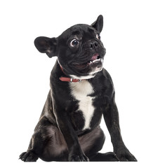 Scared dumb French Bulldog making a face, isolated on white