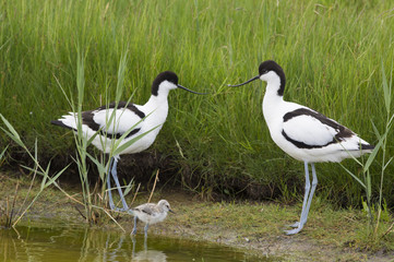 Pied Avocets with baby chick