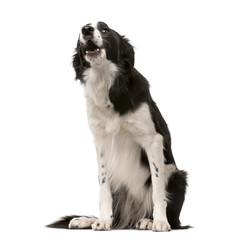 Border Collie sitting and yawning, isolated on white