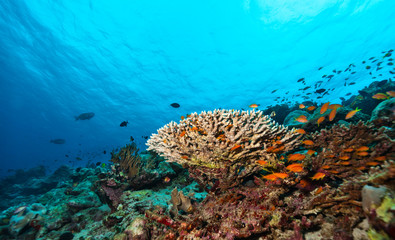 Naklejka na ściany i meble Coral reef with soft and hard corals