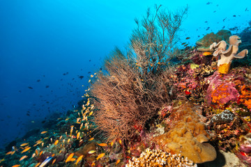 Coral reef with detail of soft corals