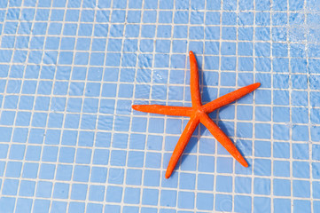 Starfish in swimming pool