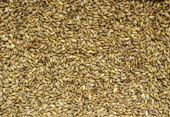 Raw pearl barley texture