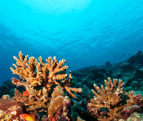 Naklejka na ściany i meble Coral reef with soft and hard corals