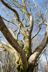 Fototapeta na wymiar beech tree in winter