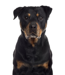 Obraz premium Close up of a Rottweiler, isolated on white