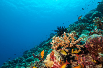 Fototapeta na wymiar Coral reef with soft and hard corals