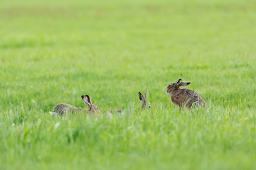 Hares in field