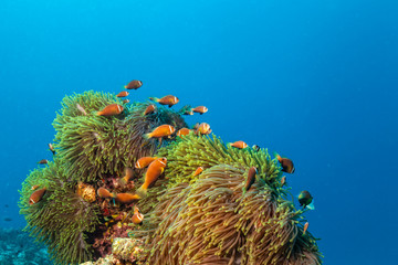 Naklejka premium Nemo fish with host anemone, Clown Anemonefish