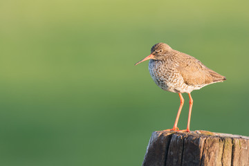 Common Redshank