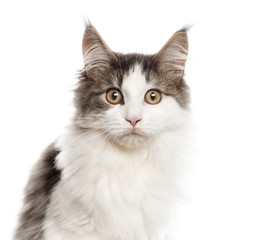 Close up of a Maine Coon, isolated on white