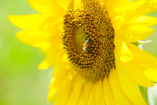 Bee on the sunflower