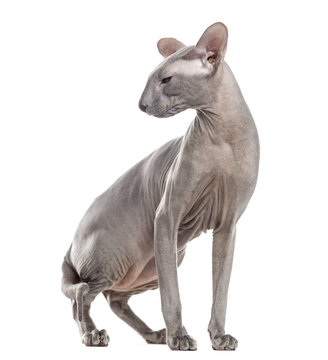Peterbald, standing up and looking away, isolated on white