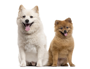 Couple of a Pomeranian and a Spitz, isolated on white