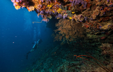 Fototapeta na wymiar Group of scuba divers underwater