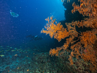 Naklejka na ściany i meble Group of scuba divers underwater