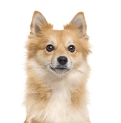 Obraz premium Close up of a Pomeranian isolated on white
