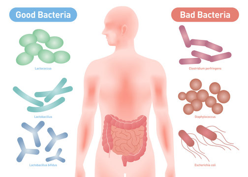 Good Bacteria and Bad Bacteria, enteric bacteria, Intestinal flora, Gut flora, probiotics, image illustration