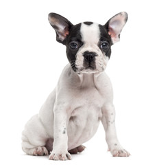 French Bulldog puppy looking at the camera, isolated on white