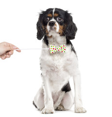 Cavalier King Charles Spaniel, isolated on white