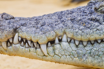 Crocodile