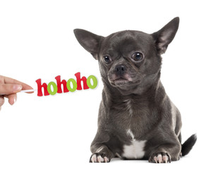Chihuahua with a Christmas messag isolated on white