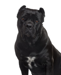 Cane Corso looking at the camera, isolated on white