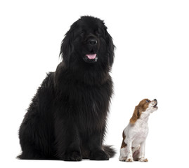 Newfoundland and Cavalier King Charles, isolated on white