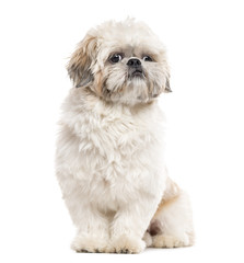Shih Tzu sitting and looking away, isolated on white