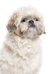 Close up of a Shih Tzu, isolated on white