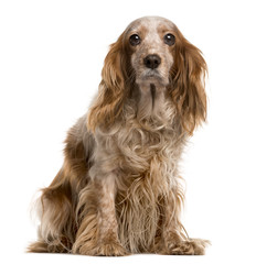 Fototapeta premium Cocker & Cavalier King Charles (cross-breed) isolated on white