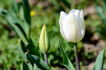 White tulip close-up with flower-bud