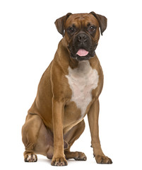 Boxer sticking the tongue out, isolated on white