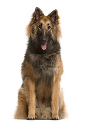 Belgian shepherd sticking the tongue out, isolated on white